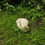 Giant Puffball